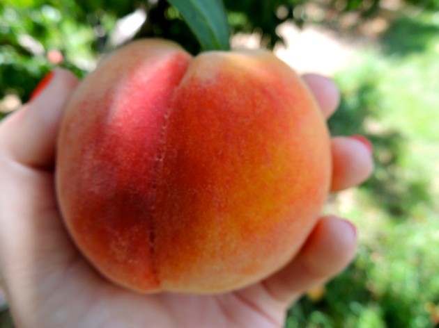 Peach Picking at Eckert's